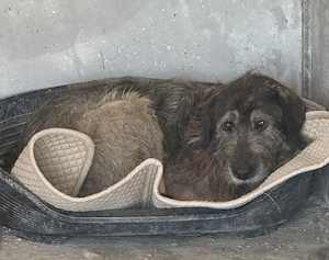 Pia E ca. 50 cm   braucht Sicherheit