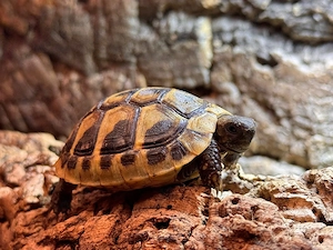 Griechische Landschildkröten THB NZ von 2025 