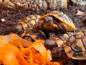 Griechische Landschildkröten NZ 2025