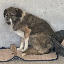 Marie E ca. 50 cm   muss Vertrauen fassen