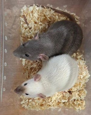 Farbratten Weibchen abzugeben! Sozialisiertes Rudel 