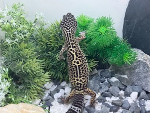 Black Night Mack Snow 0.1 Pet Only