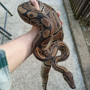 Königspython KOSTENLOS abzugeben