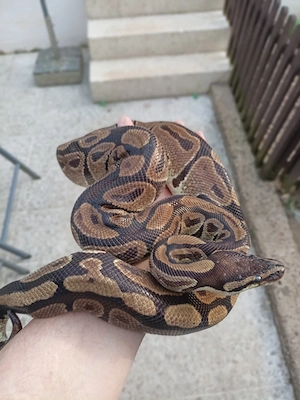 Königspython Nominatform KOSTENLOS abzugeben