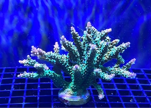 SPS Ableger aus eigener Zucht