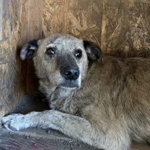 Tamaro ca. 45 cm Leidet im Shelter