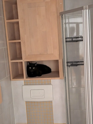 Junger Kater sucht neues Zuhause 