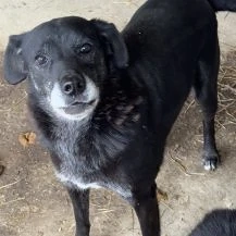 Friedi ca. 47 cm   möchte über sich hinaus wachsen