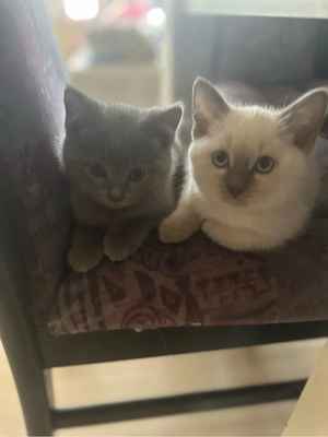Wunderschöne Siam-BKH Kitten