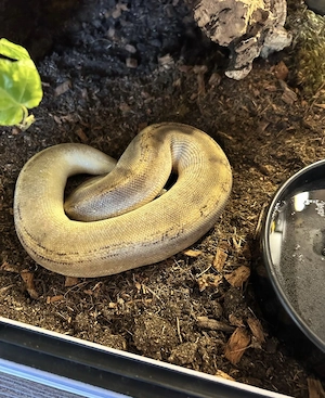 Königspython Weibchen von 2023