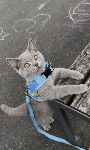 Lilac Britisch Kurzhaar Deckkater - FelV & FiV negativ Bild 2