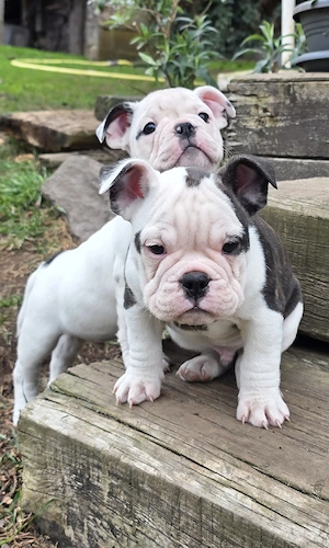 Die letzten 3 dürfen ab sofort ausziehen New English Bulldog 