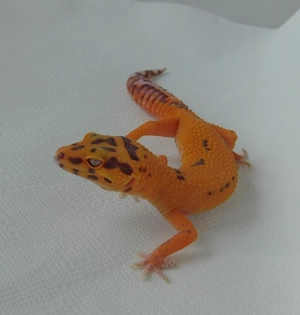 0.1 Afghan Tangerine Bell het. Eclipse | Leopardgecko Weibchen | Eublepharis macularius
