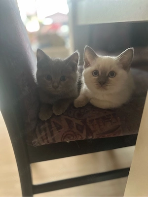 Wunderschöne Siam-BKH Kitten