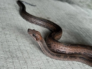 0.1 Leopard (Sonora-Einfluss), Boa constrictor imperator 