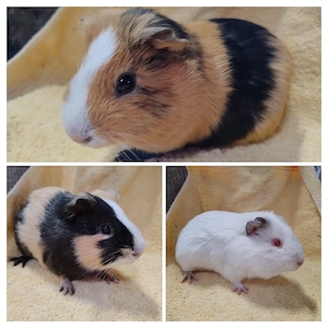 Meerschweinchen Bock Böcke Glatthaar  