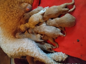 Goldendoodle Medium bis Mini  10 Welpen am 23.03.  Nicht Haarend Geboren  Bild 9