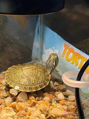 Gelbwangen Schmuckschildkröte