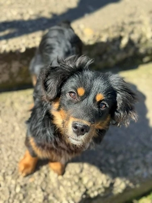 Anhänglicher kleiner Spice - sucht sein Zuhause auf Lebenszeit