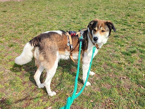 Hazel sucht eine neue Familie