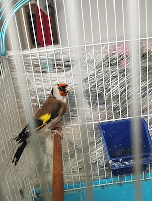 Europäische Stieglitz 