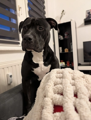 Suche dringend liebevolles Zuhause 