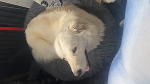 Yuki sucht lebensplatz 