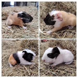 Meerschweinchen Weibchen Jungtiere 