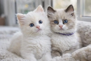 Ragdoll-Kätzchen 