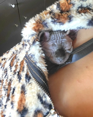 Sphynx Kitten bereit für ein neues Zuhause 