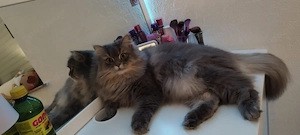 BKH BLH Kater und Katze 