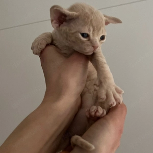 Reinrassige Devon Rex Kitten