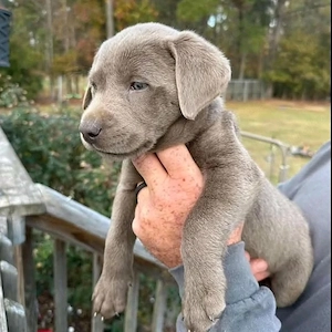 Labrador-Retriever-Welpen 