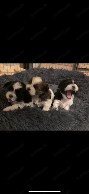 Shih Tzu Welpen abzugeben   