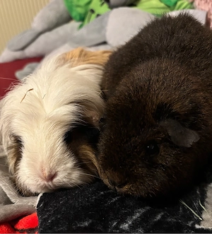 Meerschweinchen Paar oder einzeln abzugeben 