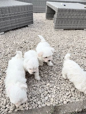 Malteser Mini toy 