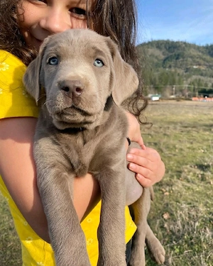 Labrador-Welpen WhatsApp: (15510055069)