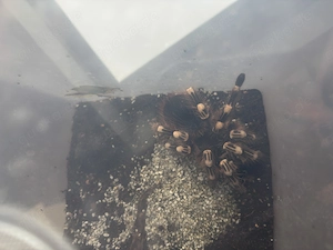 Acanthoscurria geniculata (Weißknievogelspinne)