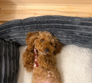 Maltipoo Wurfankündigung 