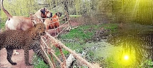 Bauland (  in Reichweiler, für 'Seniorenwohnheim' ...ca.1500m2 voll erschlossen