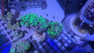 Euphyllia verschiedene Farben und Varianten