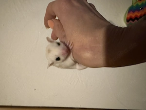 Sugar Glider in sonderfarben  Bild 7