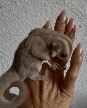 Sugar Glider in sonderfarben  Bild 2