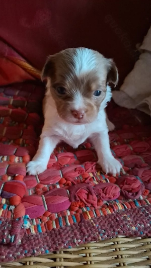 Niedliche Chihuahua Mix Welpen 