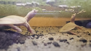 Pelodiscus sinensis Albino Nachzucht 