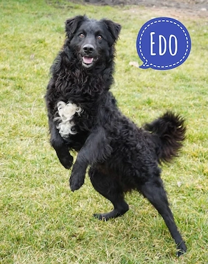 Edo, Mix aus Mudi, Retriever und Kroatischer Schäferhund sucht dringend ein Zuhause
