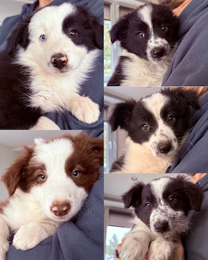 Border collie welpe
