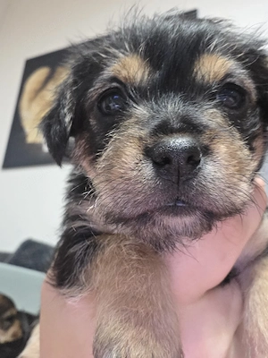 Wunderschöne Dackel-Yorkshire-Mix Welpen