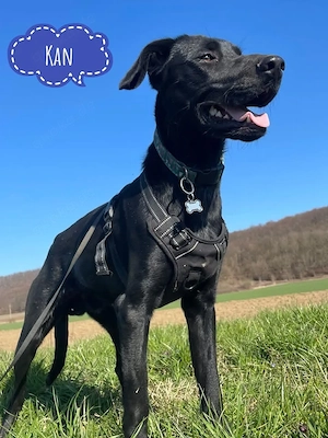 Kan, bildhübscher junger Rüde, Pointer Labrador Mix