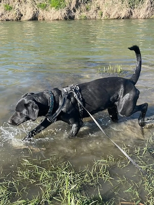 Kan, bildhübscher junger Rüde, Pointer Labrador Mix Bild 6